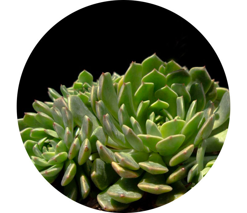 Miniatura: Graptoveria Olivia | Suculentas