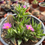 Miniatura: Delosperma Nigligenum | Suculentas