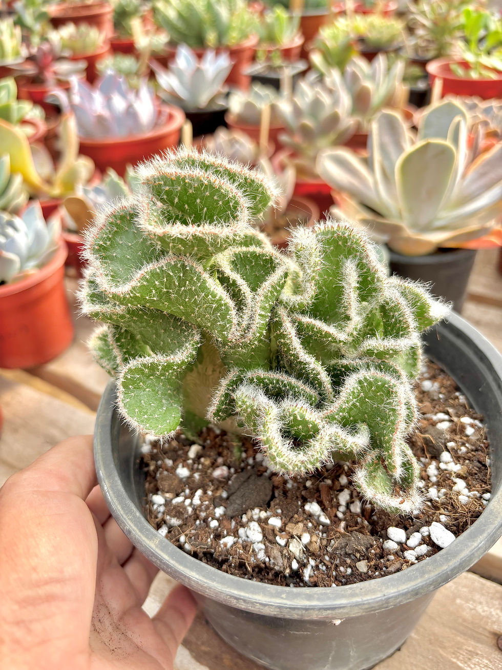 Miniatura: Austrocylindropuntia Subulata Fma Crestada | Cactus