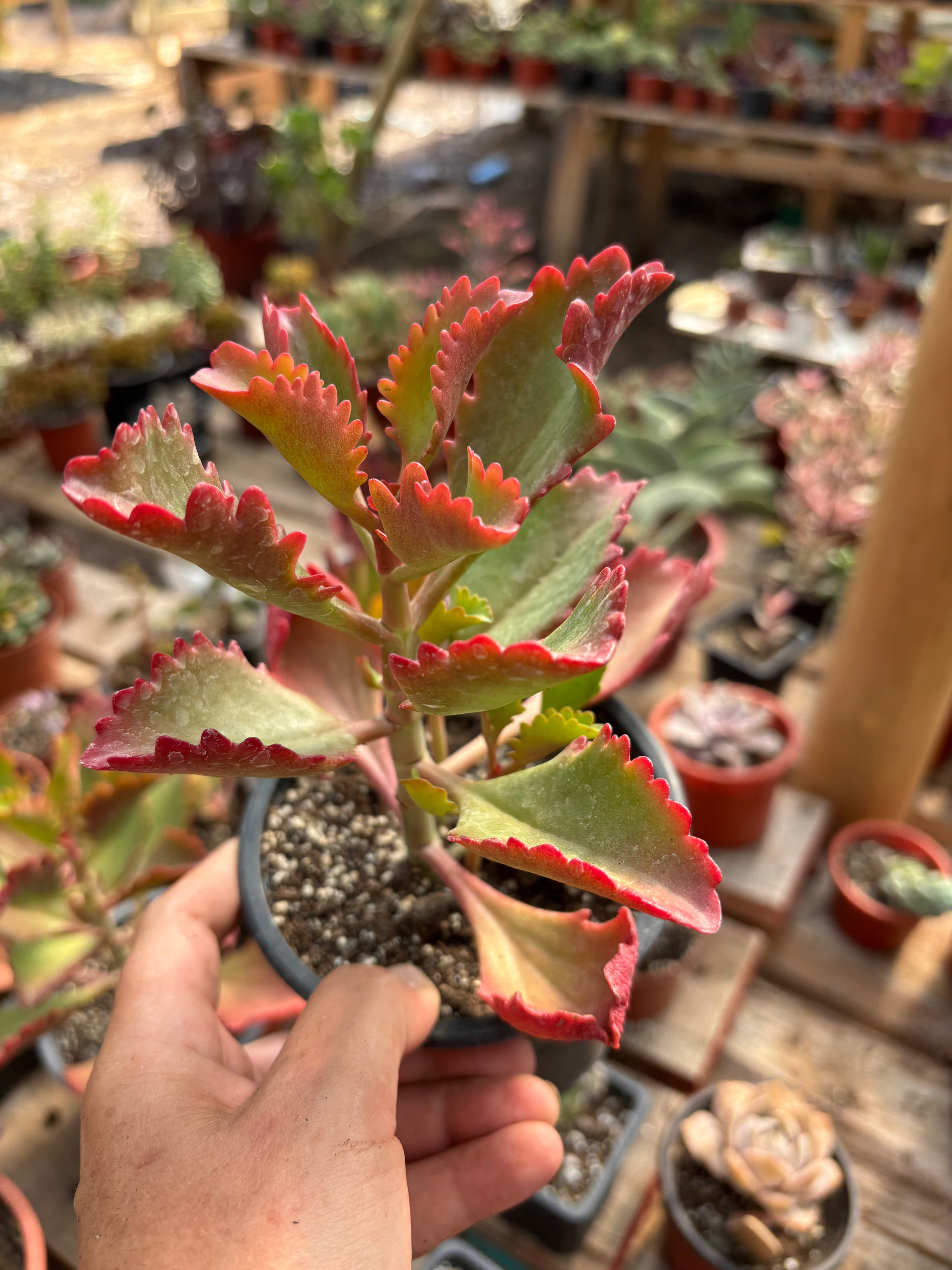 Kalanchoe Sexangularis | Suculentas
