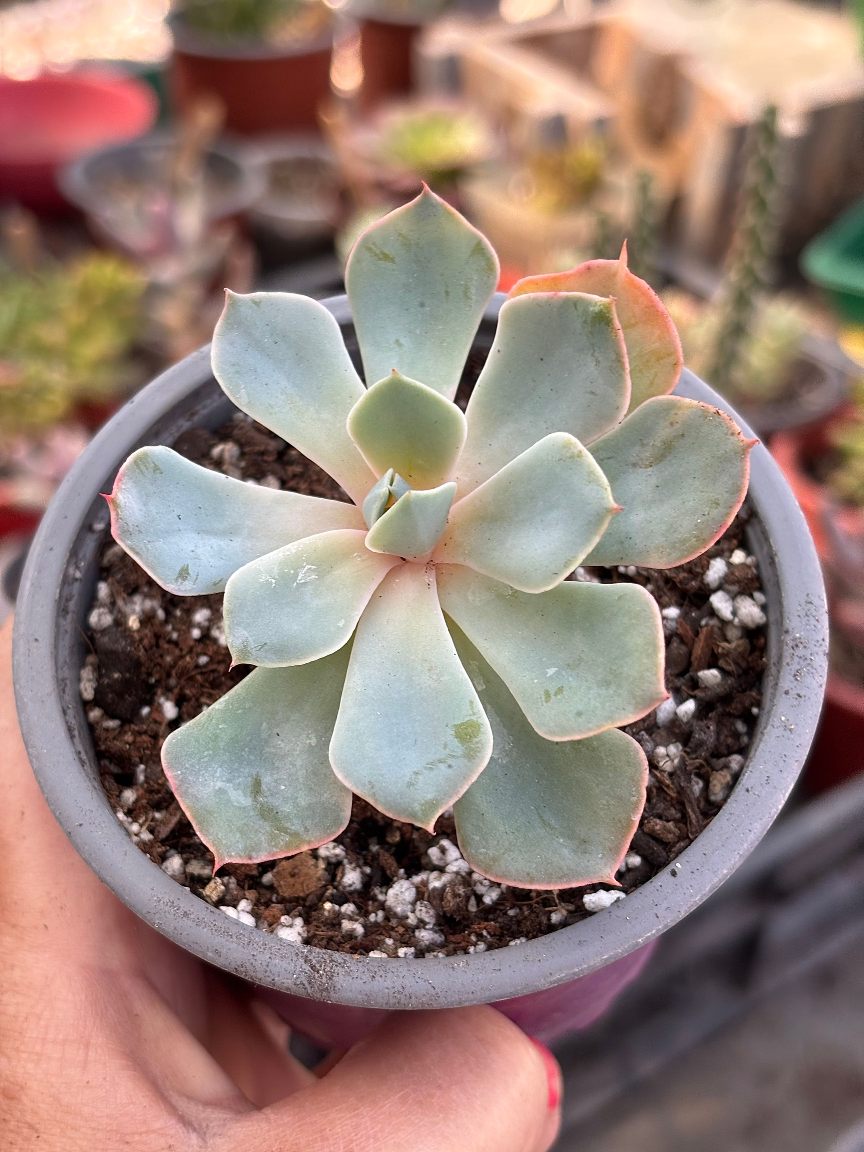 Echeveria Tsunami | Suculentas 
