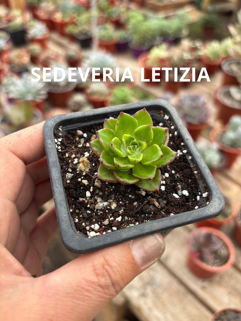Miniatura: Packs 10 n3  | Suculentas