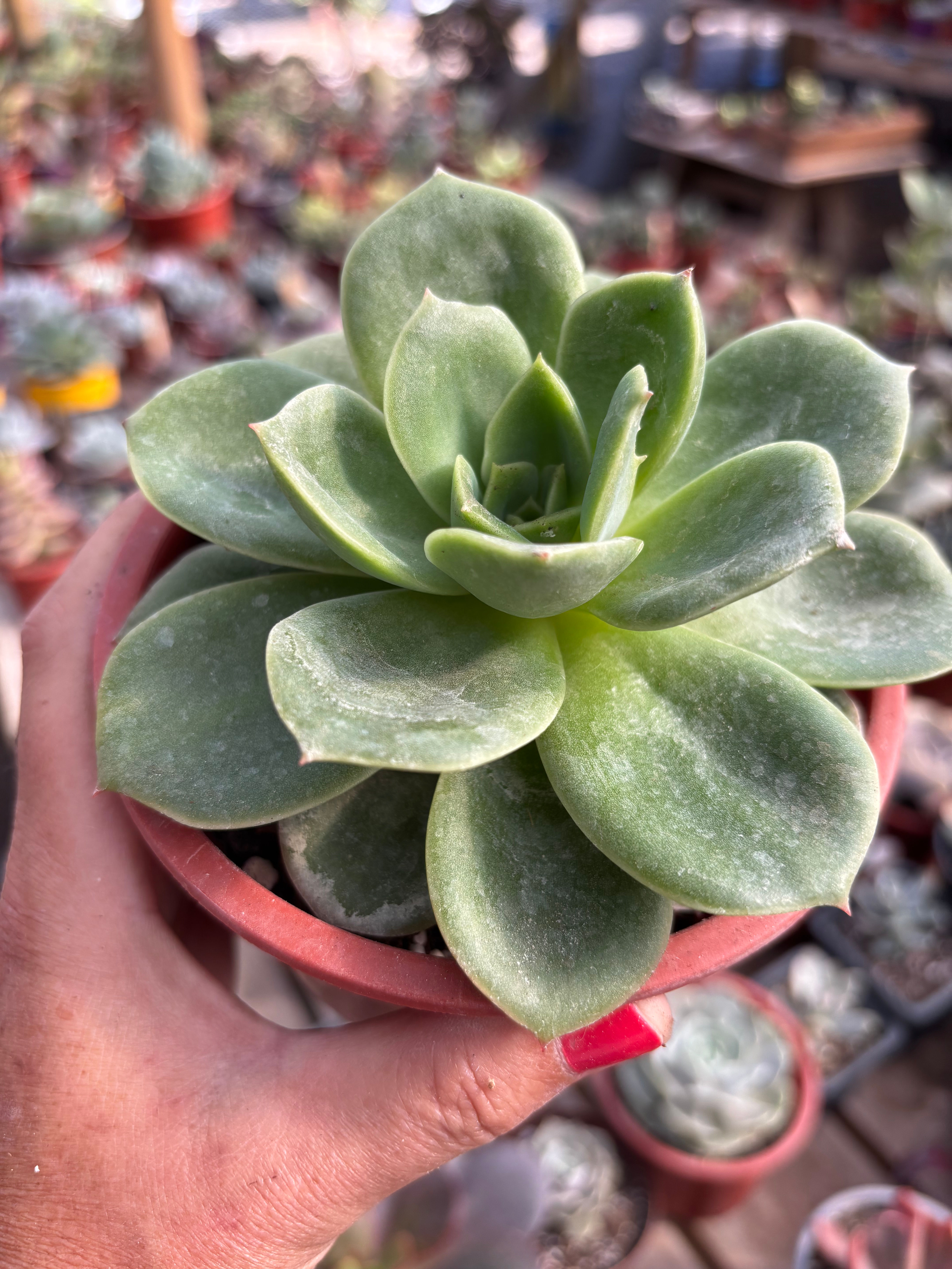 Echeveria  PGF26 harmesii x Longissima