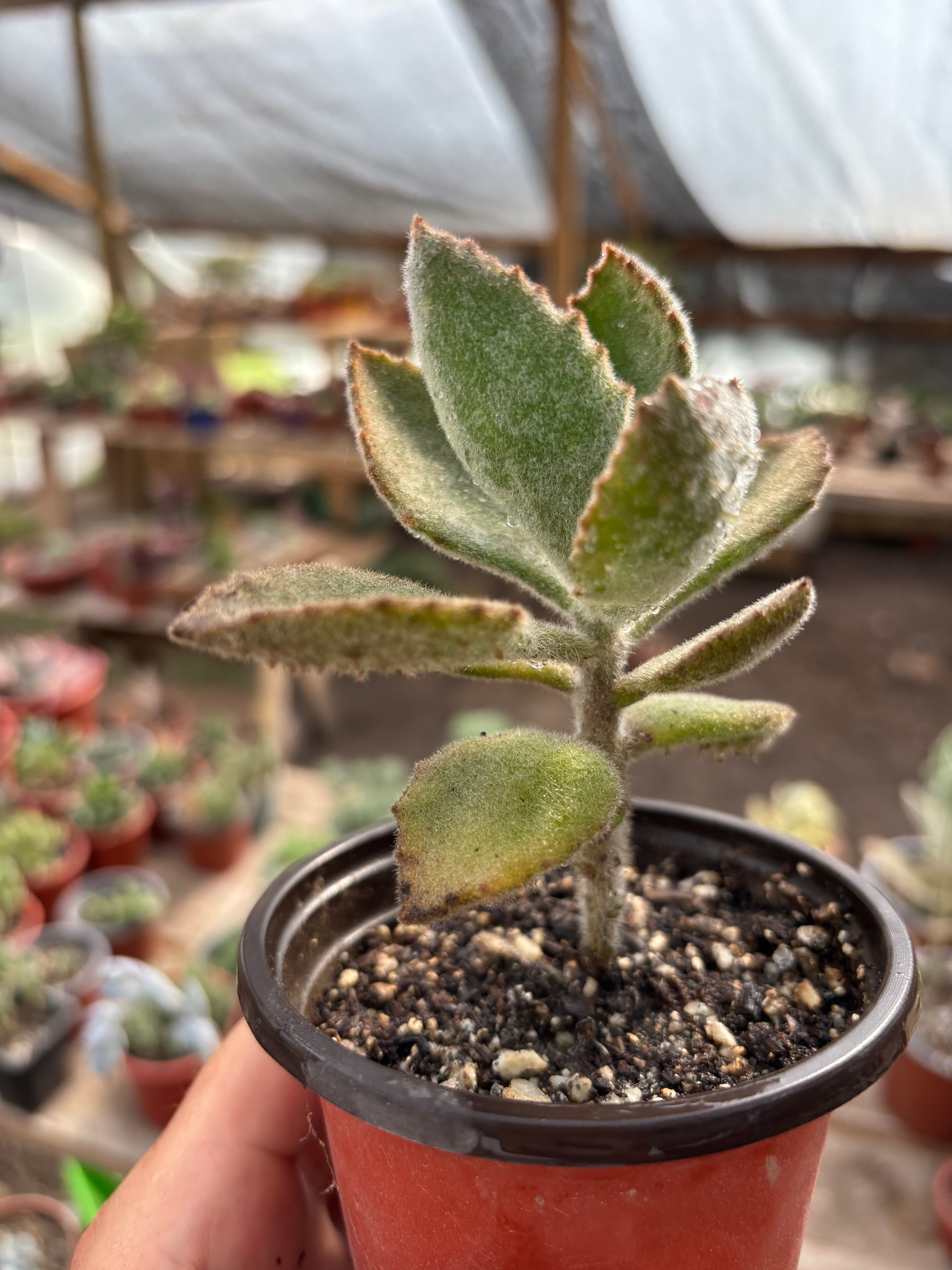 Kalanchoe Baherensis Fang | Suculentas