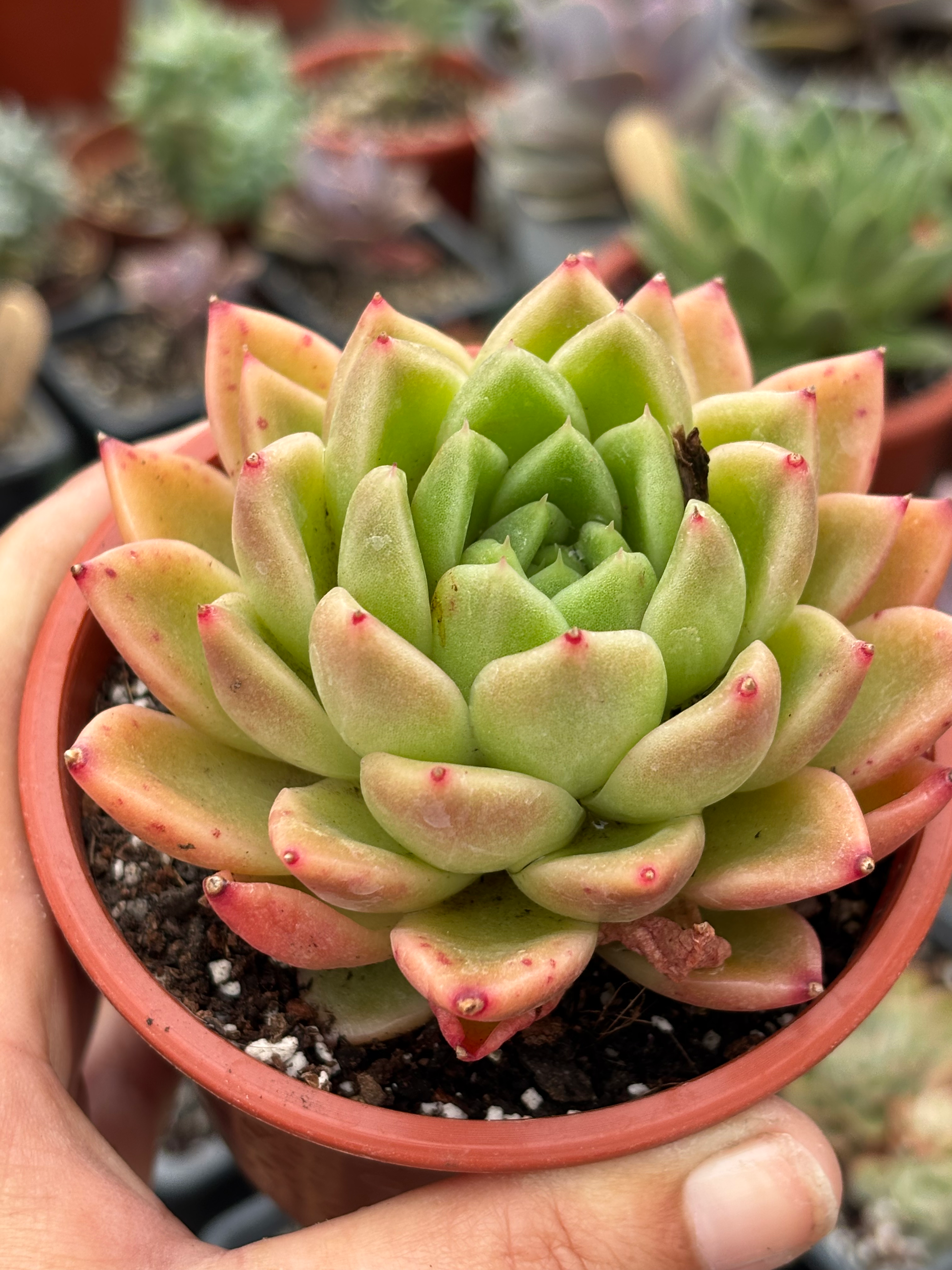 Echeveria Agavoides  | Suculenta 