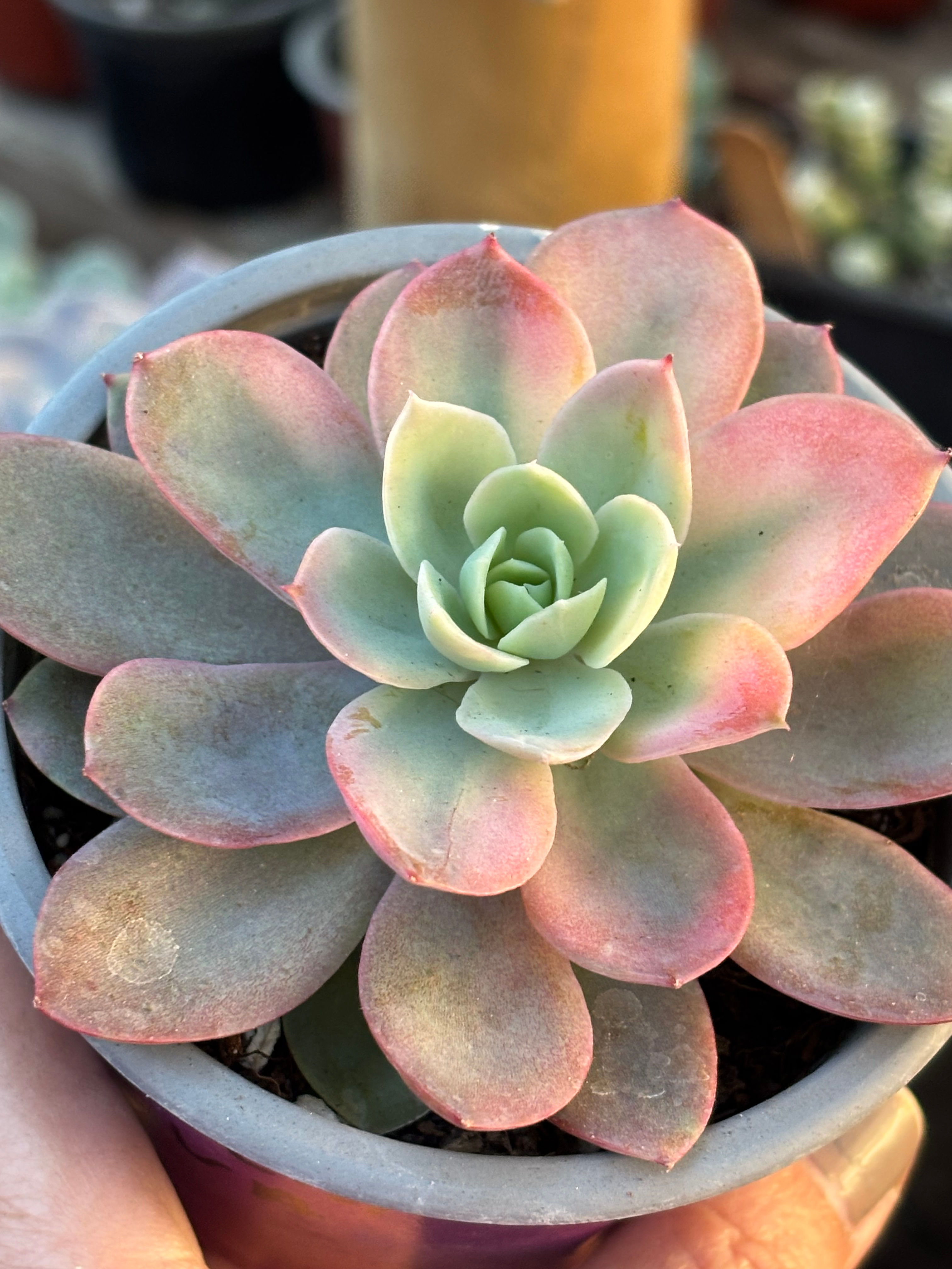 Echeveria Pink Harin Variegada | Suculenta 