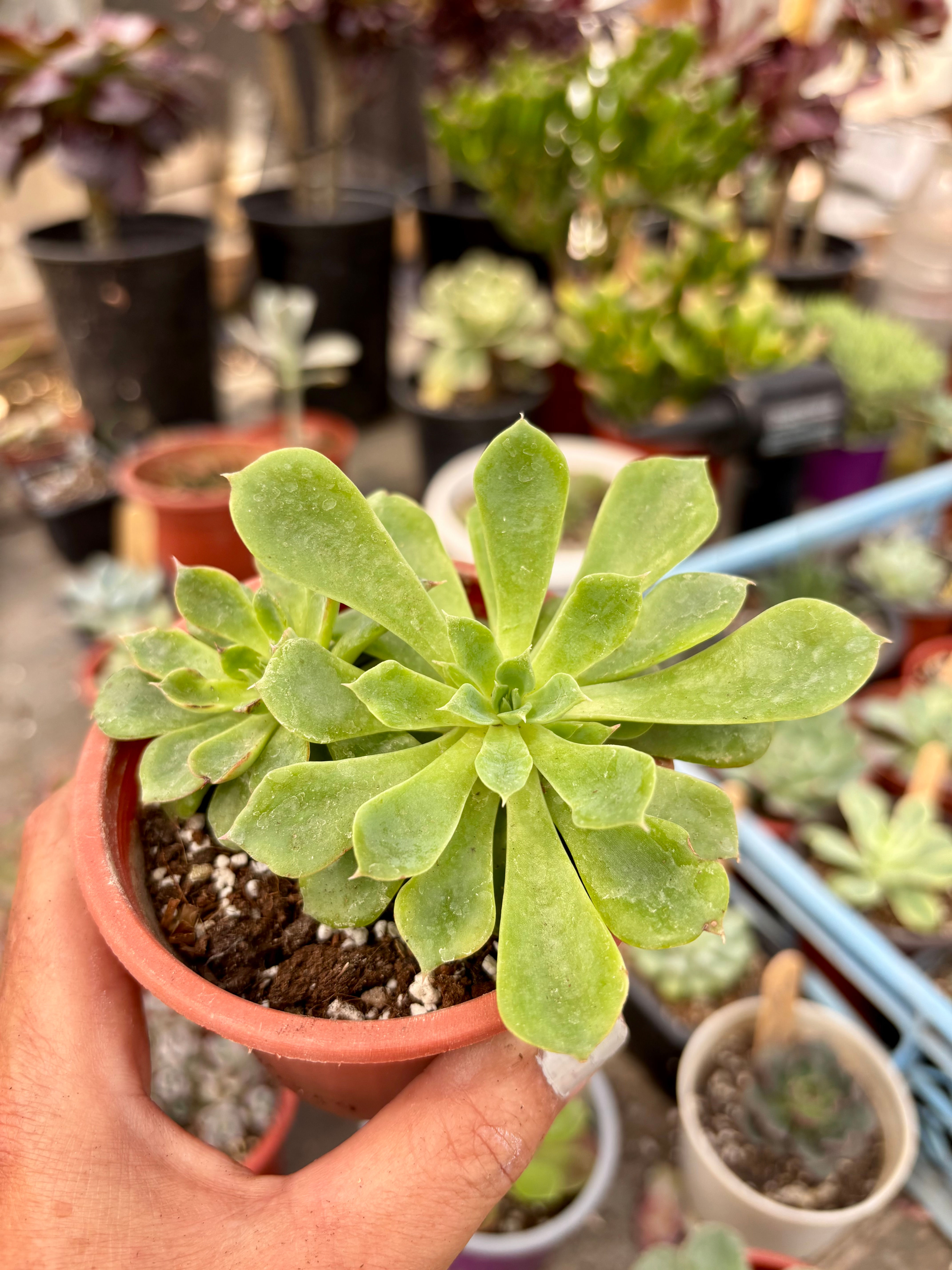 Echeveria Stolonifera | suculentas 
