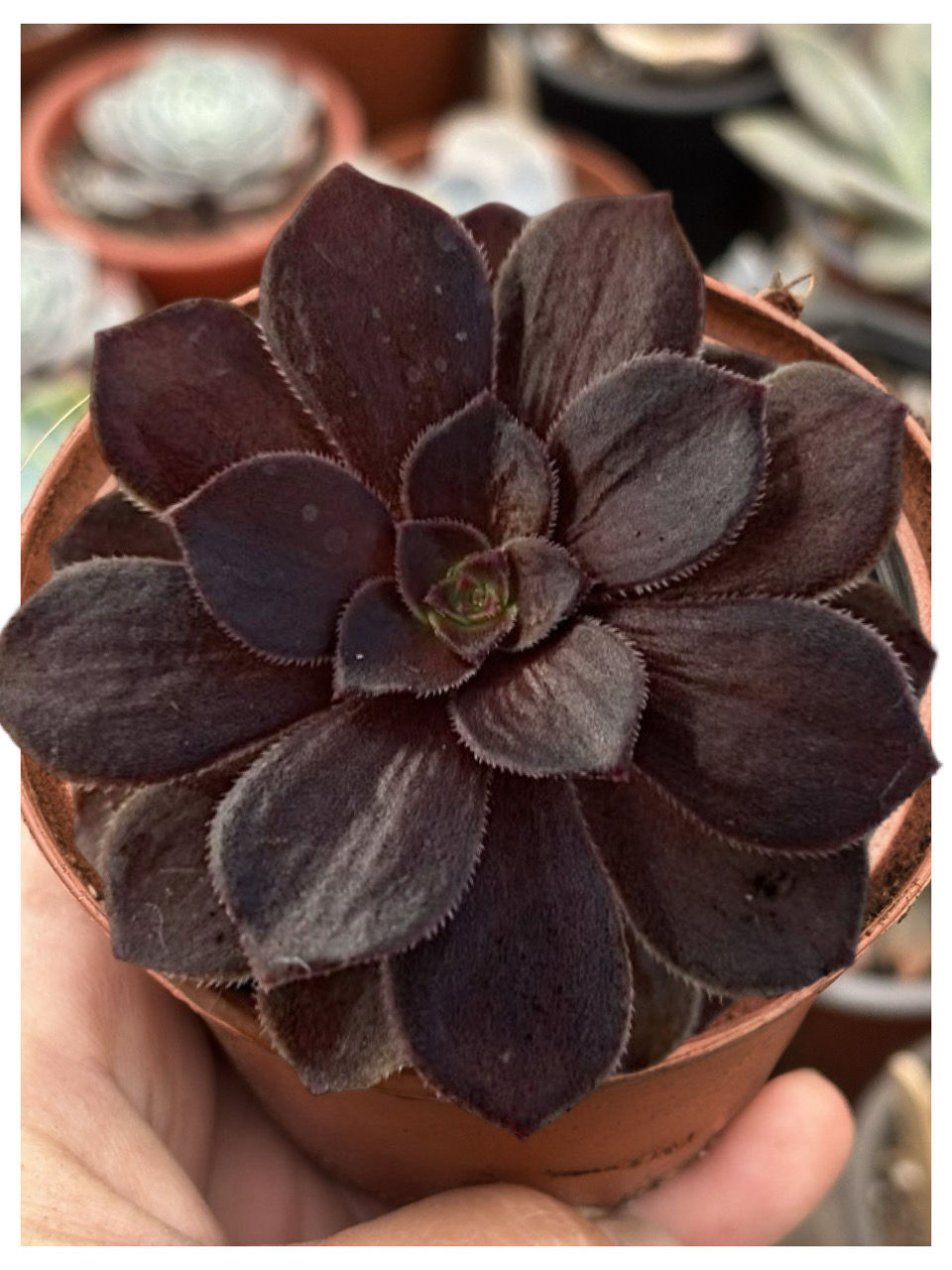 Aeonium Halloween Chocolate  |  Suculenta 