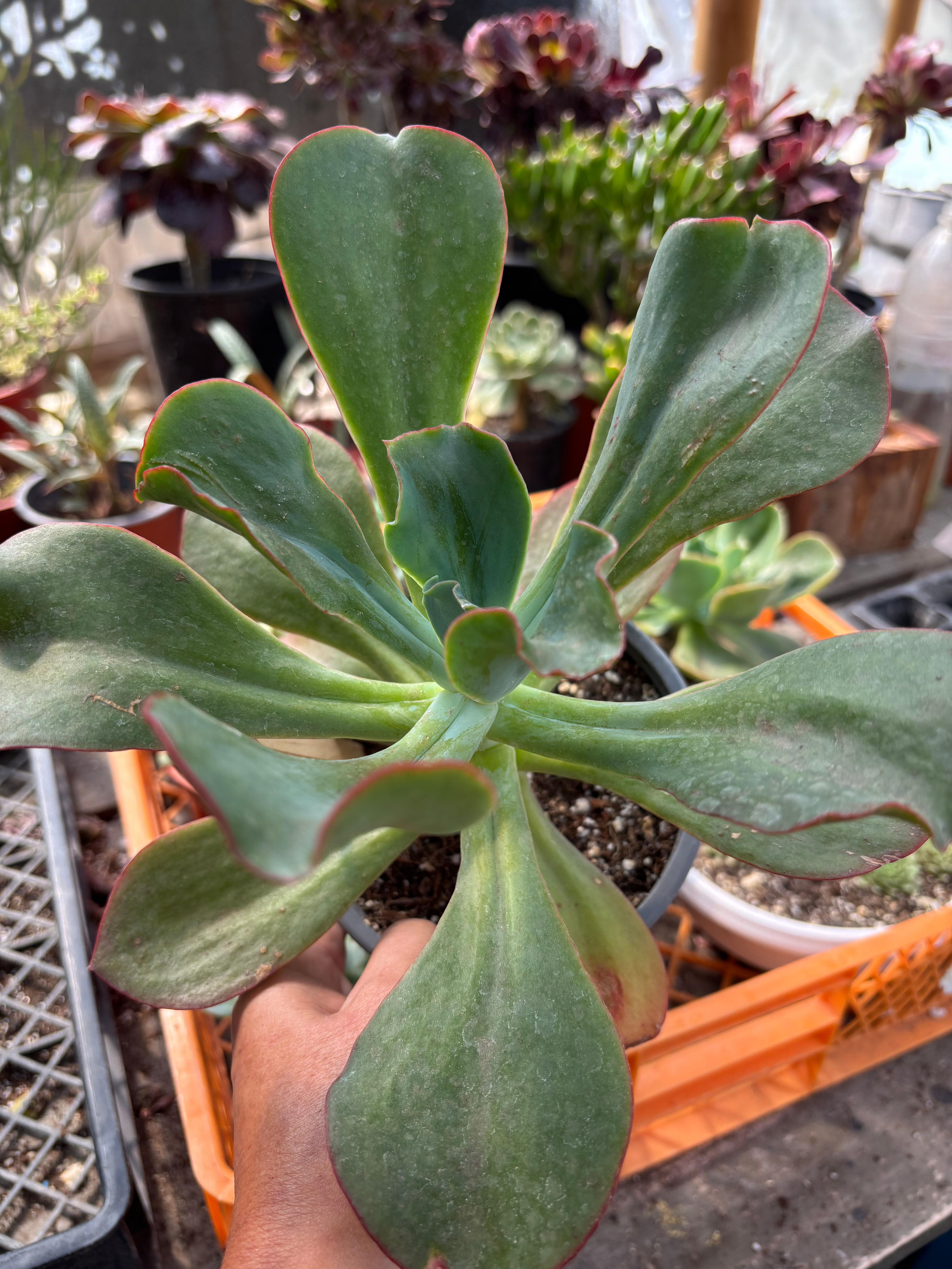 Echeveria Hibrida | Suculen