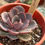 Miniatura: Echeveria Mina | Suculenta