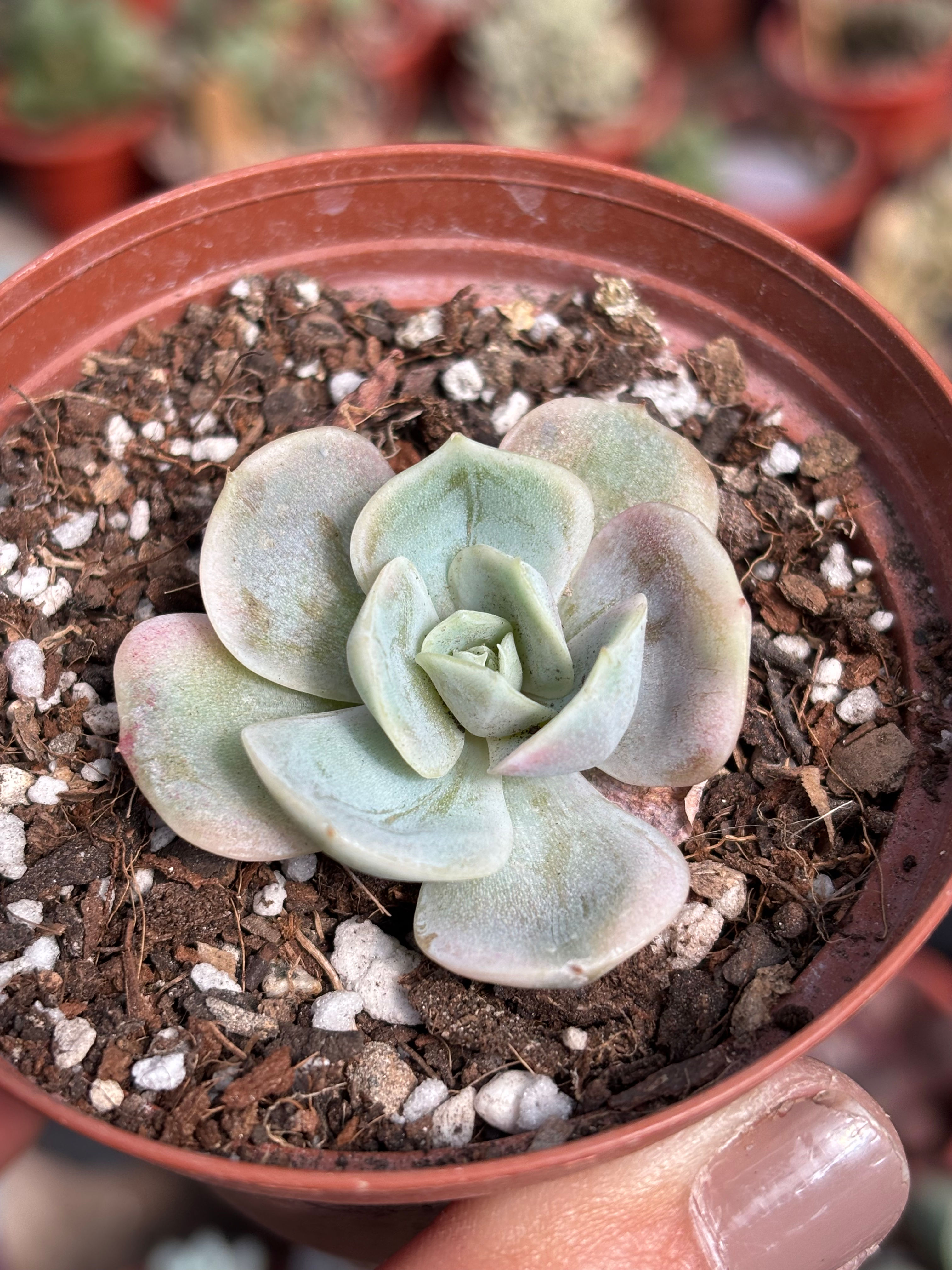 Echeveria Blue surprise Variegada | Suculenta