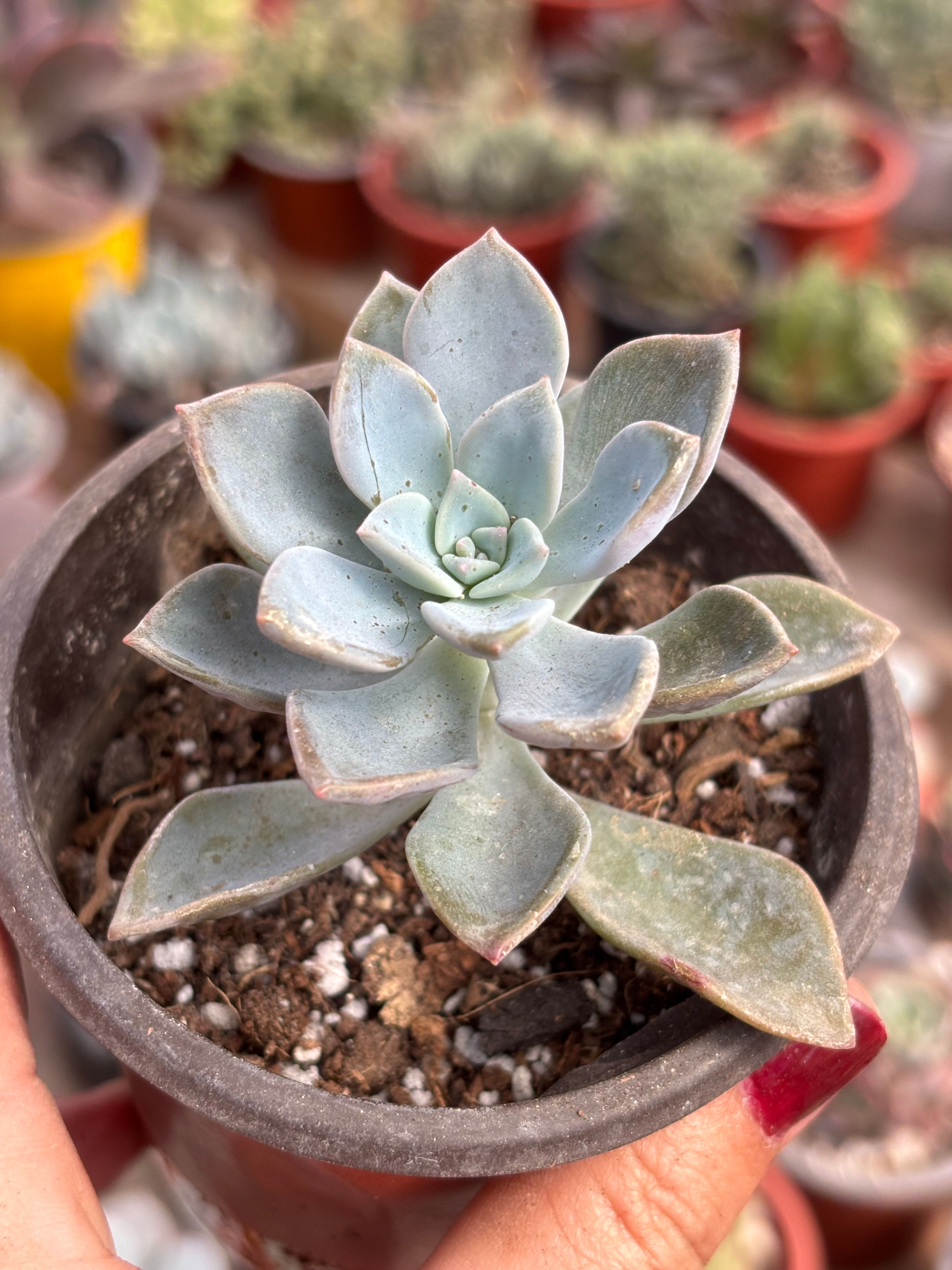 Graptoveria Blue Song| Suculentas
