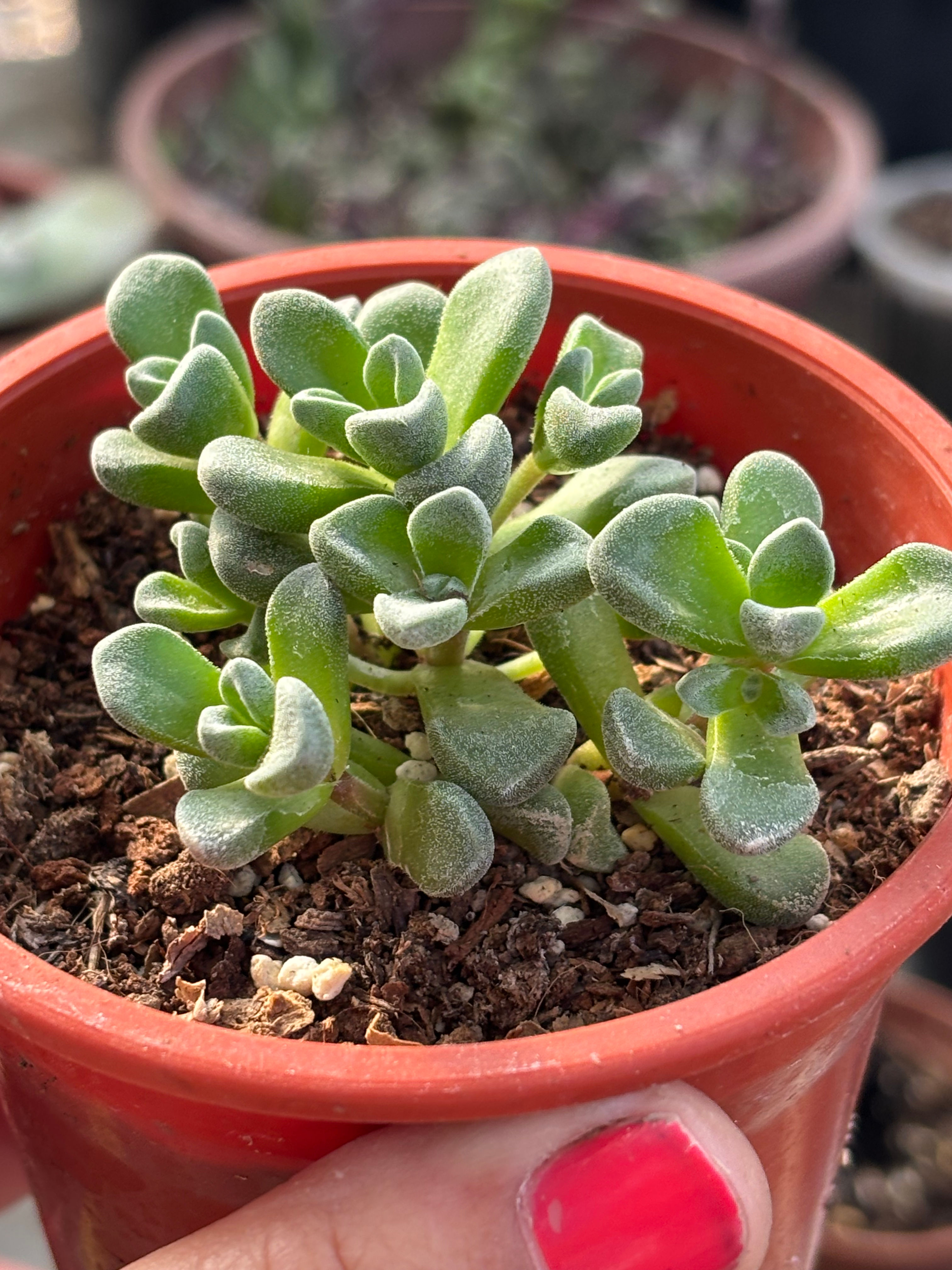 Sedum Fernwood | Suculenta