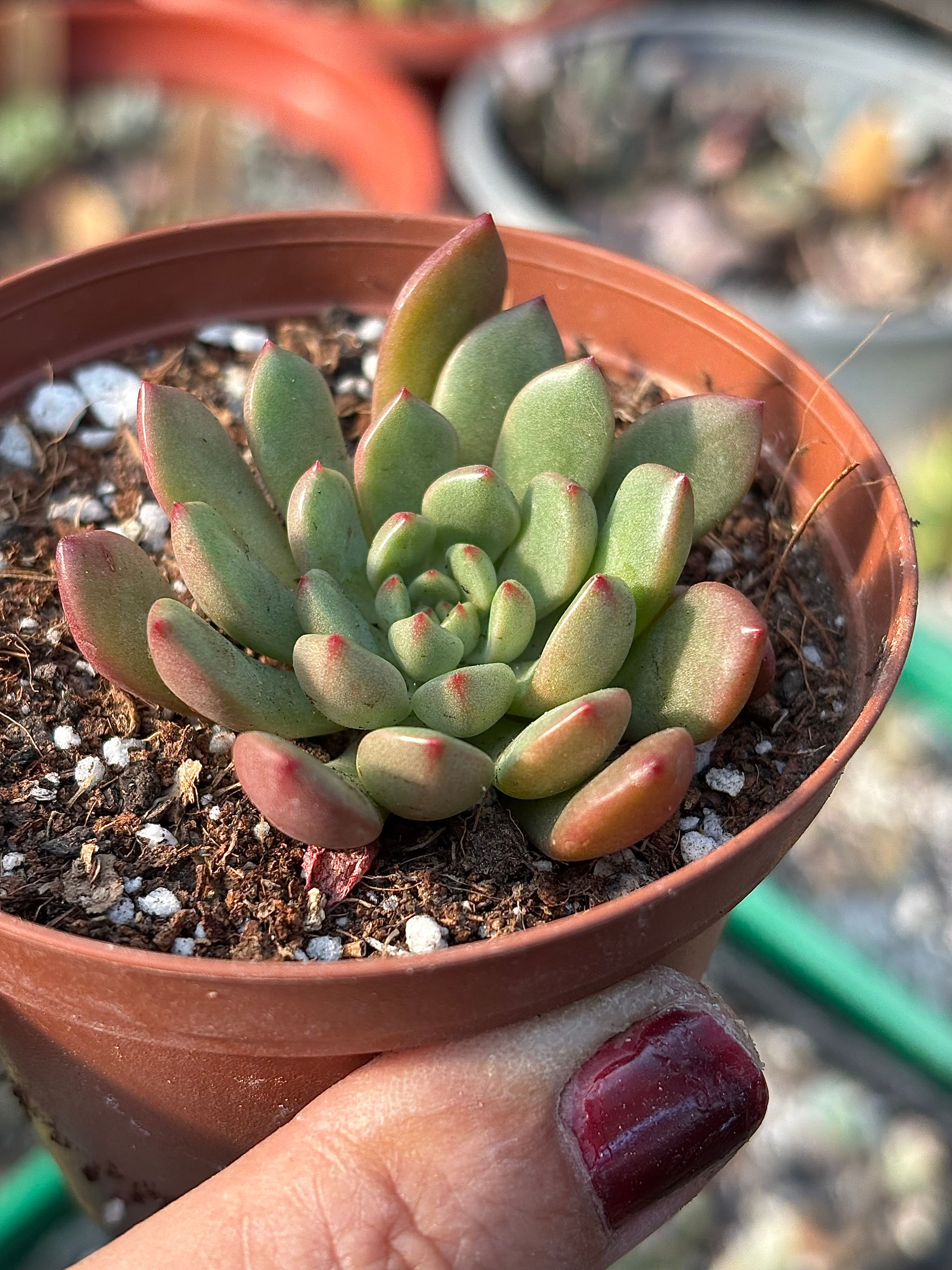 Sedeveria Bashull | Suculentas 