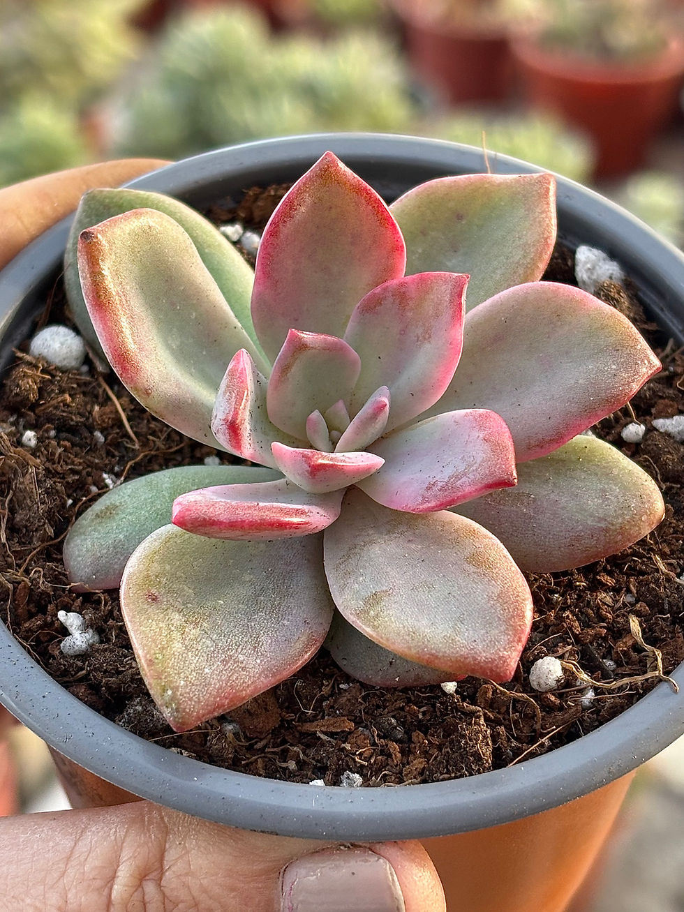 Miniatura: Echeveria Pink Harin | Suculenta