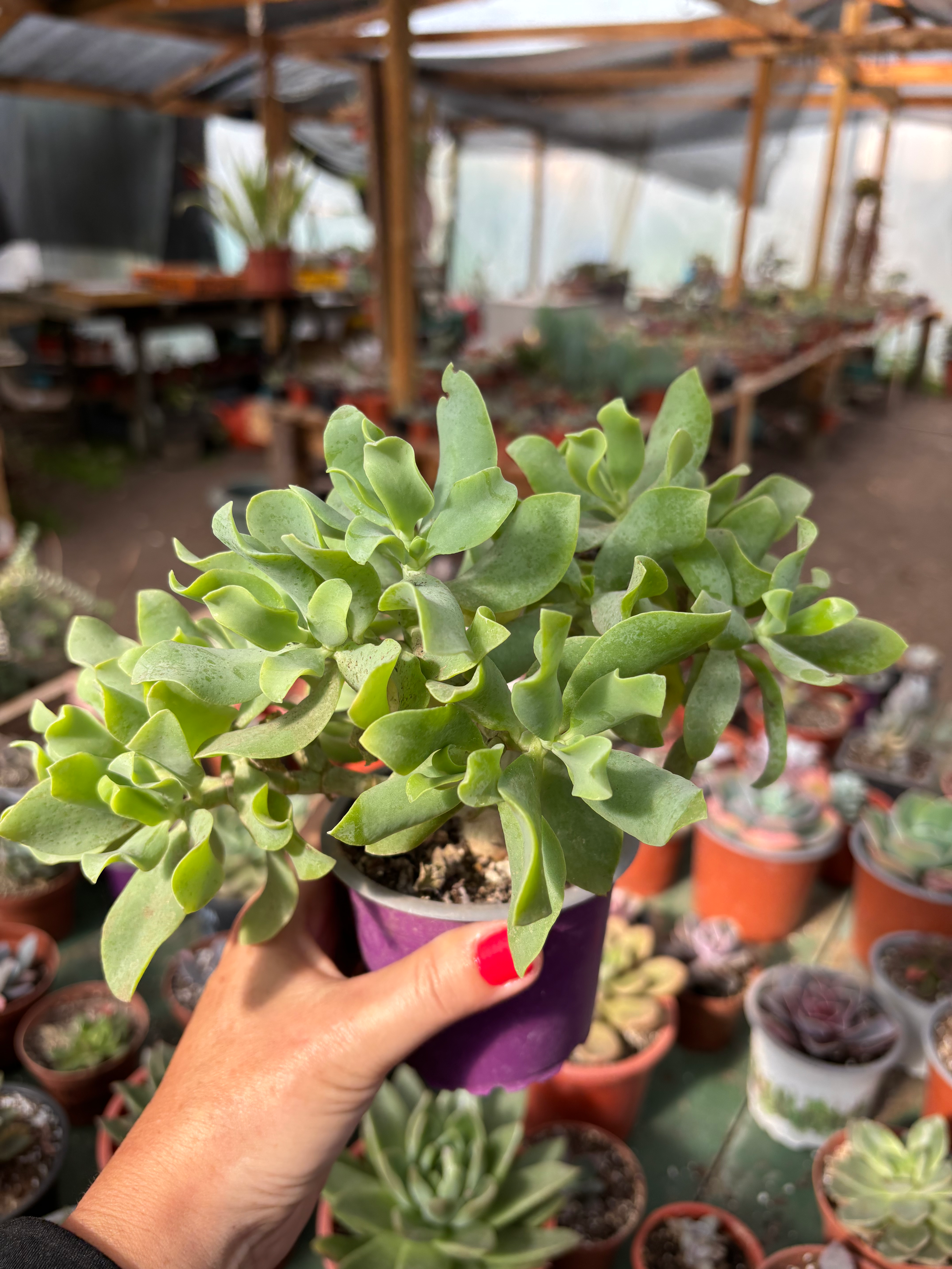 Crassula Arborescens Undulitafolia | Suculentas
