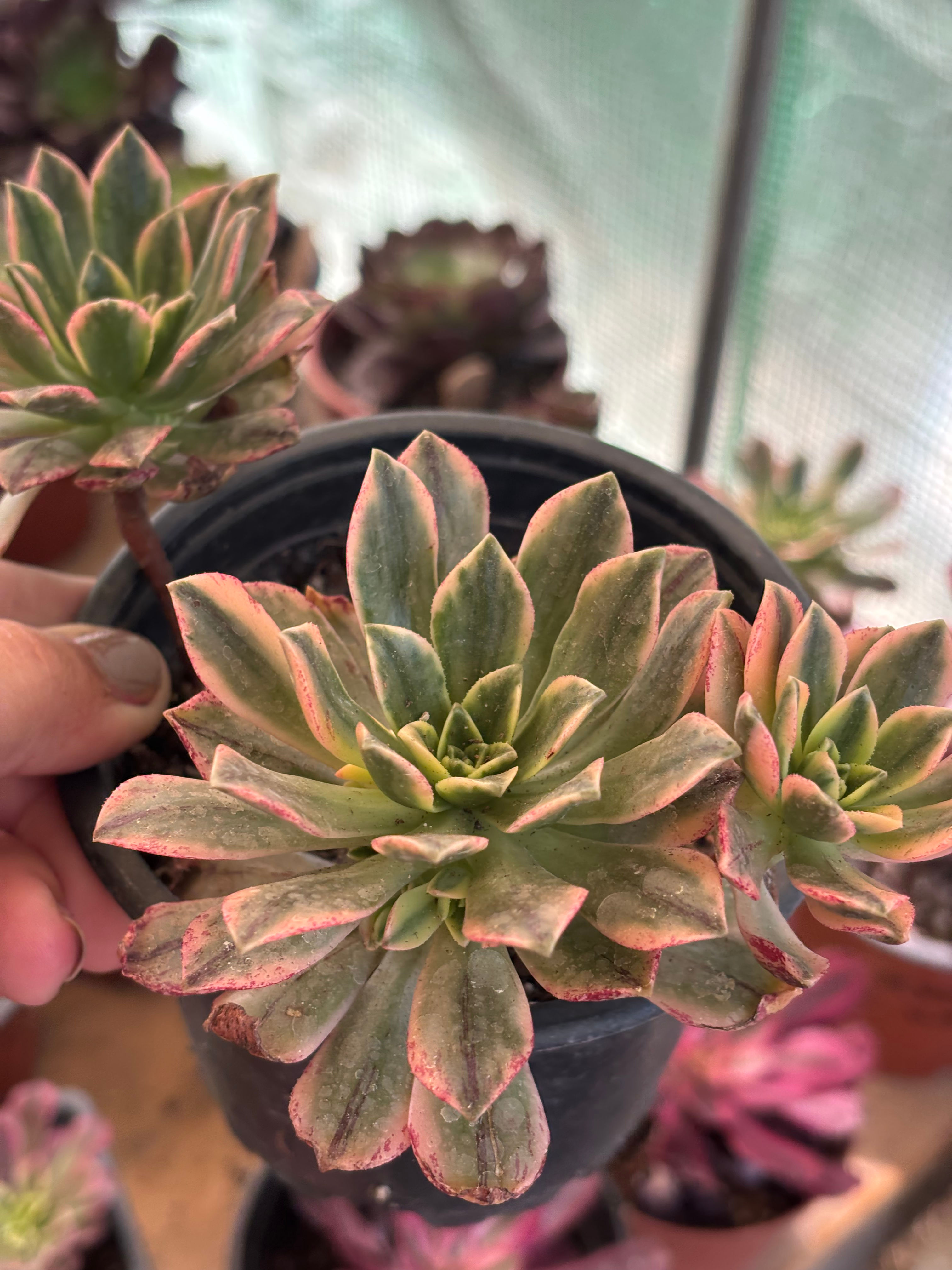 Aeonium Medal Bronze | Suculentas 