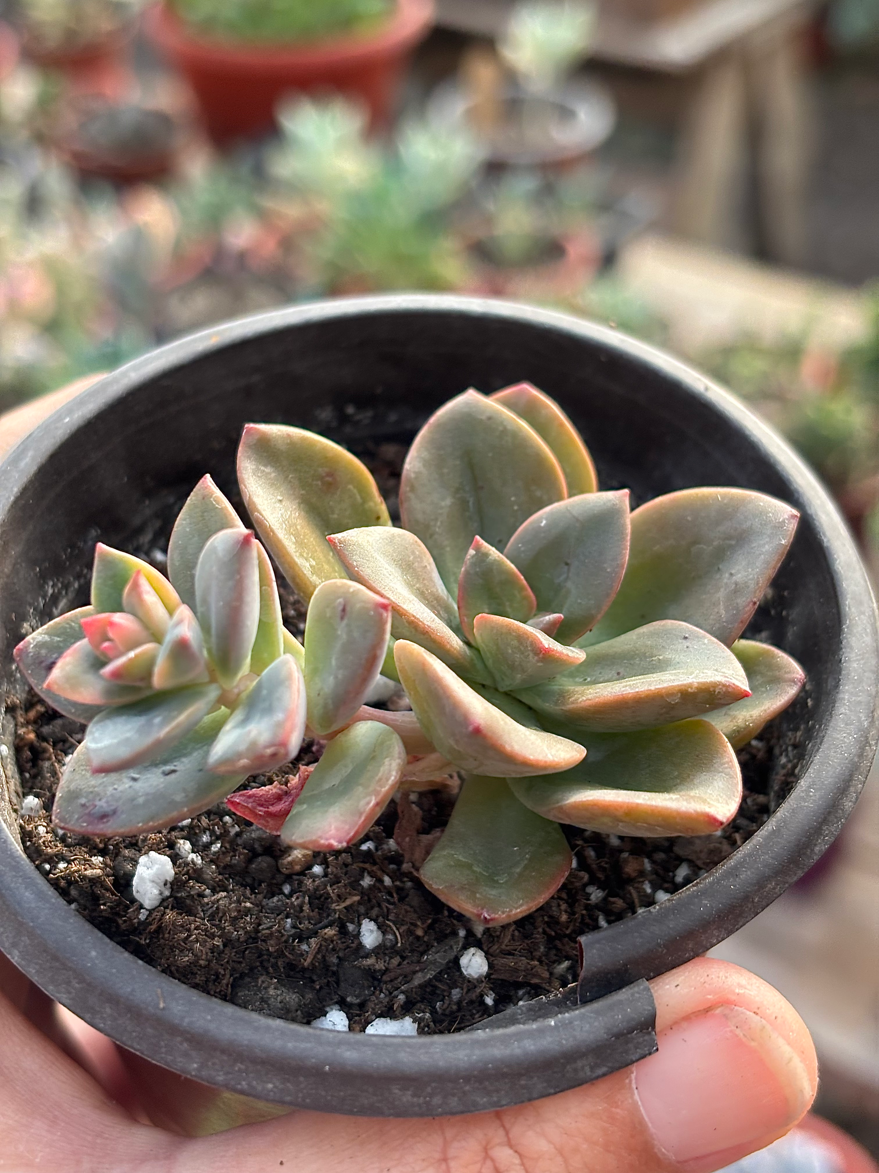 Echeveria Chroma | Suculentas
