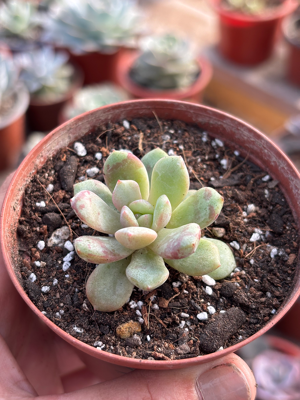 Echeveria  Jelly jam | Suculentas 