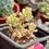 Miniatura: Sedum Joyce  Tulloch Variegado | Suculenta 