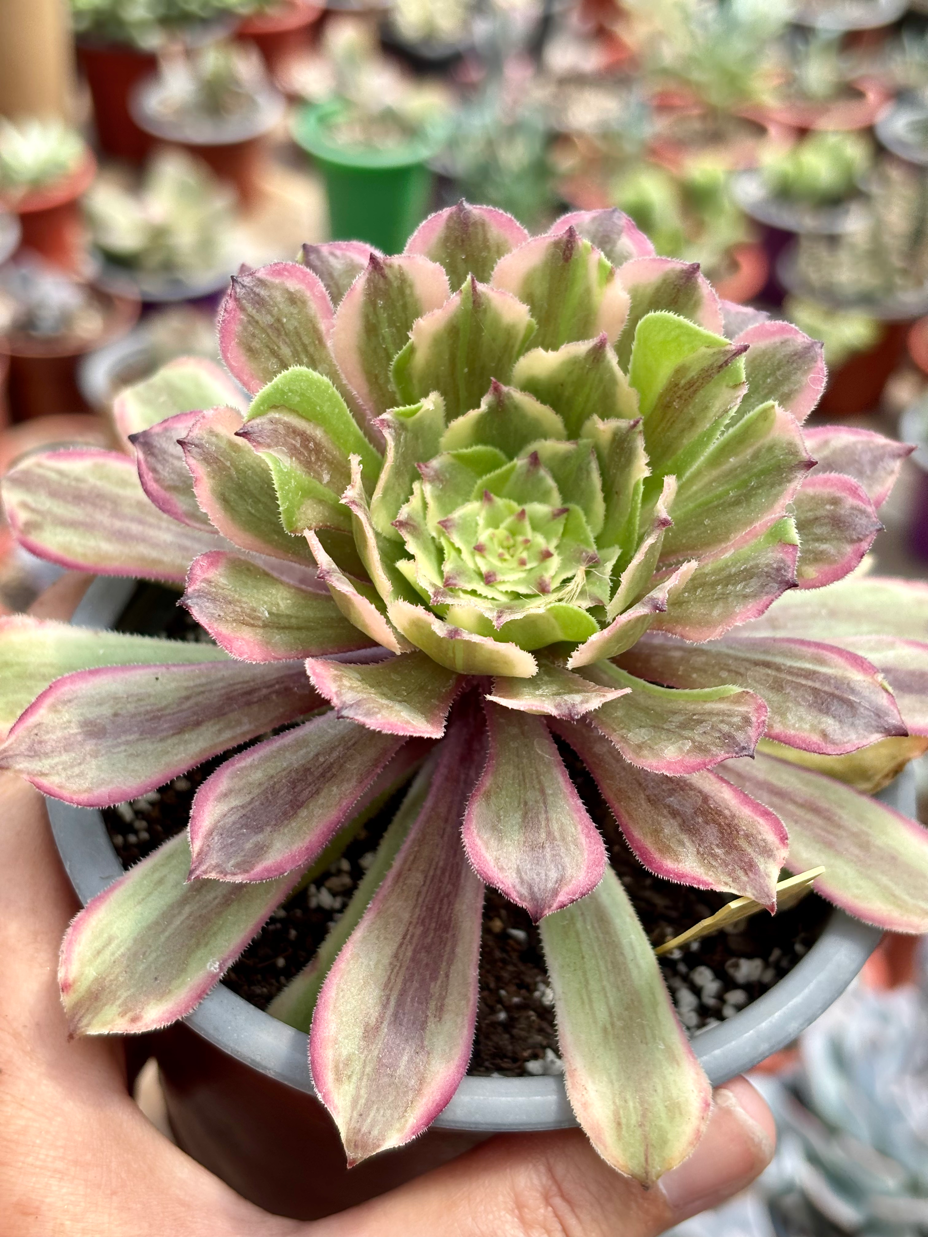 Aeonium  Yelow Pear | Suculentas 