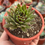 Miniatura: Sempervivum Red Velved