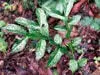imageye___-_jergon-sacha.webp