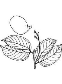 jatoba2.webp