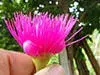 imageye___-_sn_poma_rosa.webp