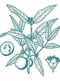camu-camu2.webp