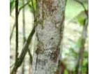 imageye___-_ayahuasca.webp