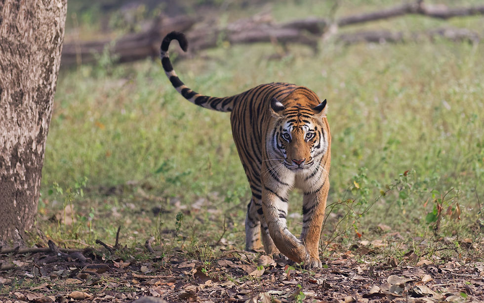 Spotty, Bandhavgarh