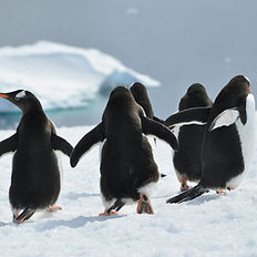 Antarctica cruise penguins