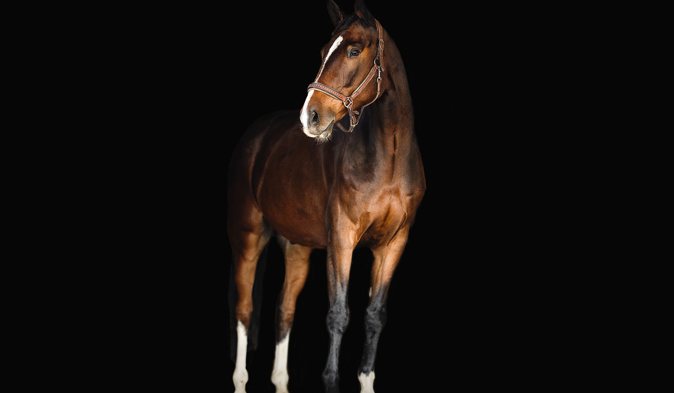 shooting photo cheval puget-sur-argens