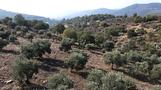 olive orchard in Torbali, Izmir - Turkey