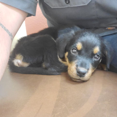 Bean is getting better!