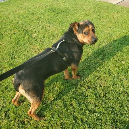 Mya May is up for Adoption!