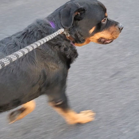 Croc is still awaiting for his forever family!