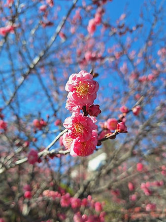 LINE_ALBUM_20260110_GoodLuck2026初_茅ヶ崎touring_260112_21 (小).jpg