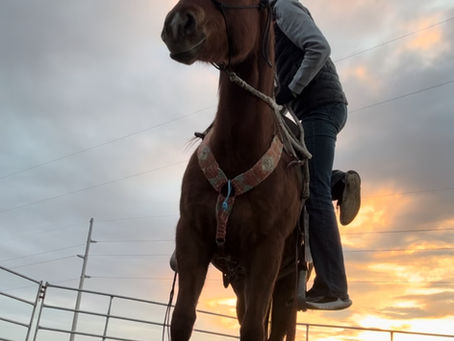 6 Tips to Prep Your Horse for the Colt Starter