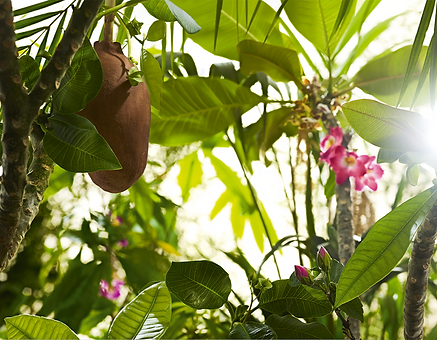 Photography by Alizée PattonCupuacu.png