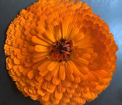 Calendula 2020.jpeg