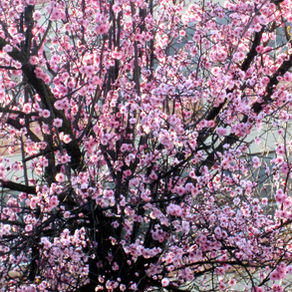 Astrochakrazioni Aprile 2025