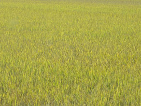 ASTROCHAKRAZIONI SETTEMBRE 2023