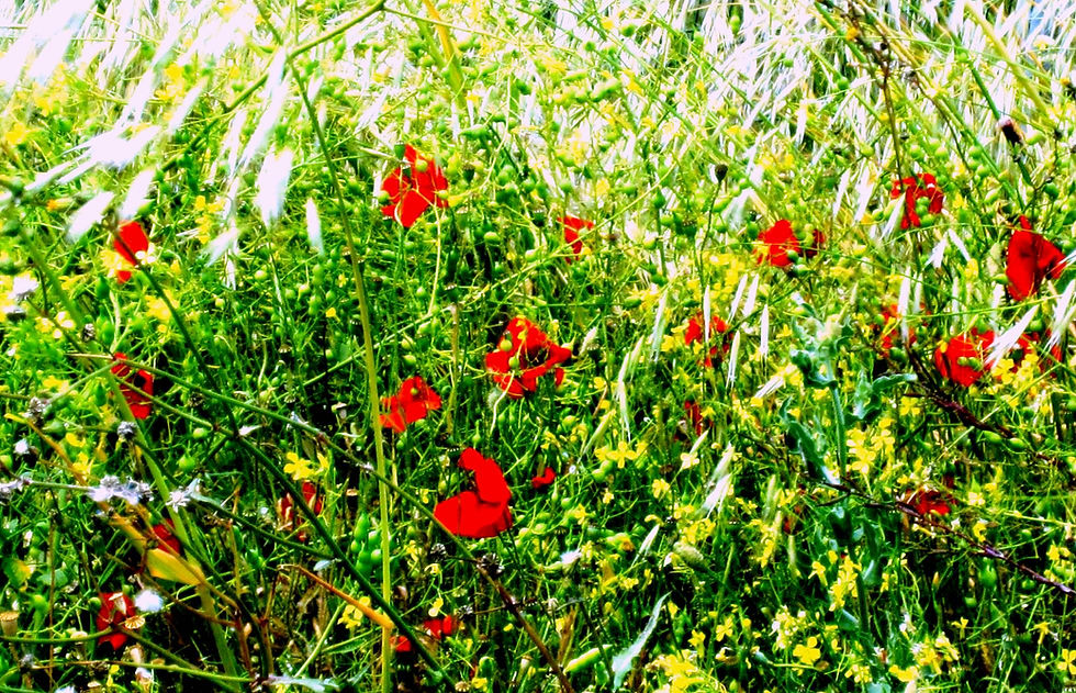 ASTROCHAKRAZIONI MAGGIO 2024 di Roberto La Ricca (www.navigatoredistelle.it)
