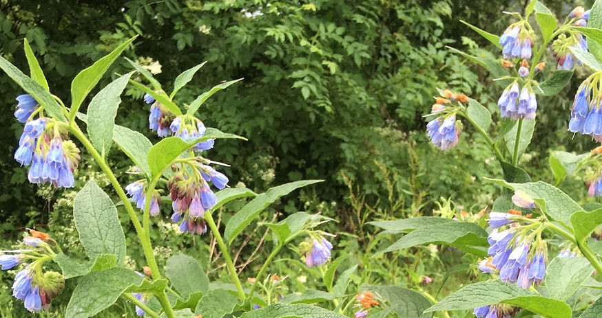 Nature around Worcester Wellness barn