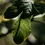 Thumbnail: St Eval Fig Tree Tealights