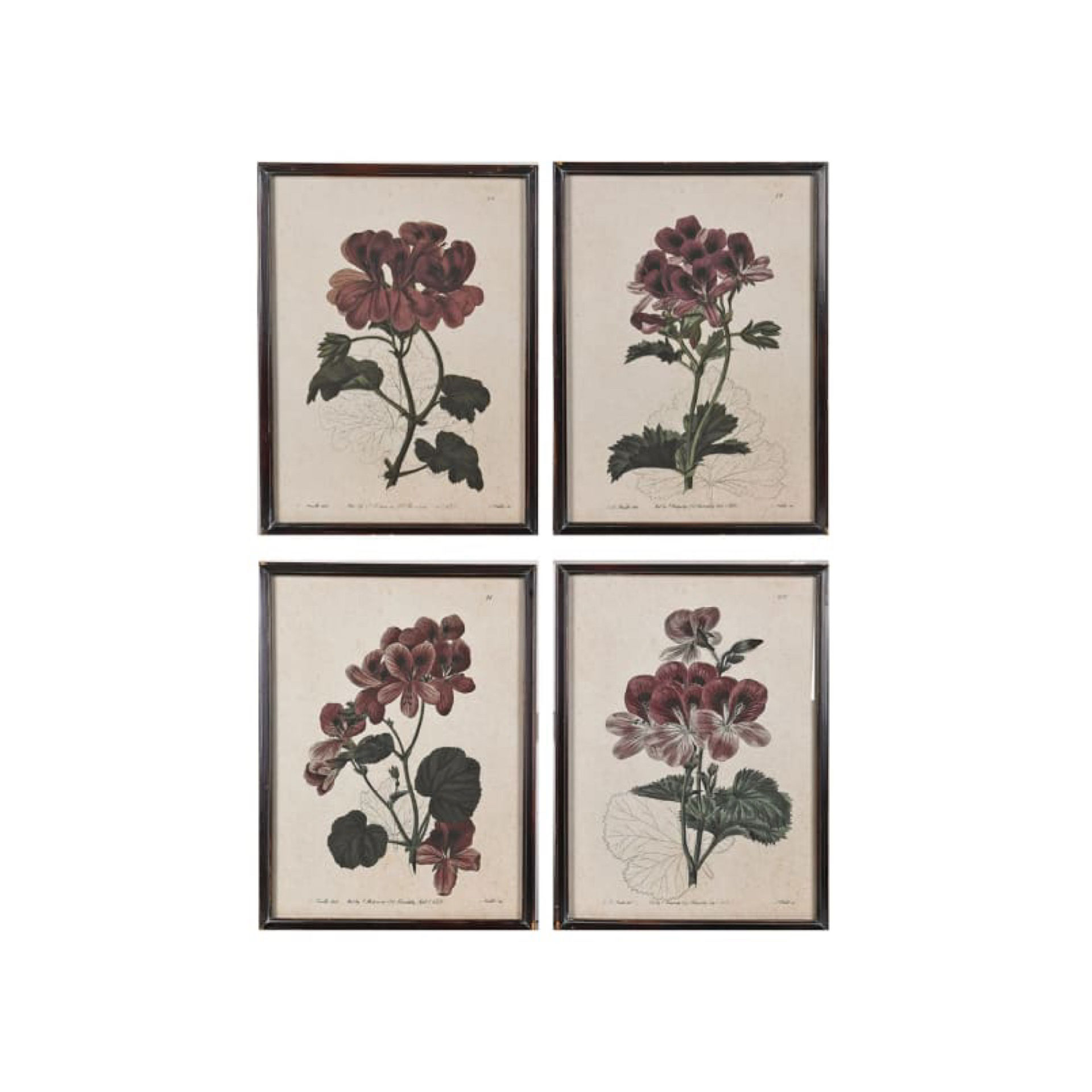 Set of Four Geranium Prints Artwork The Flying Fox