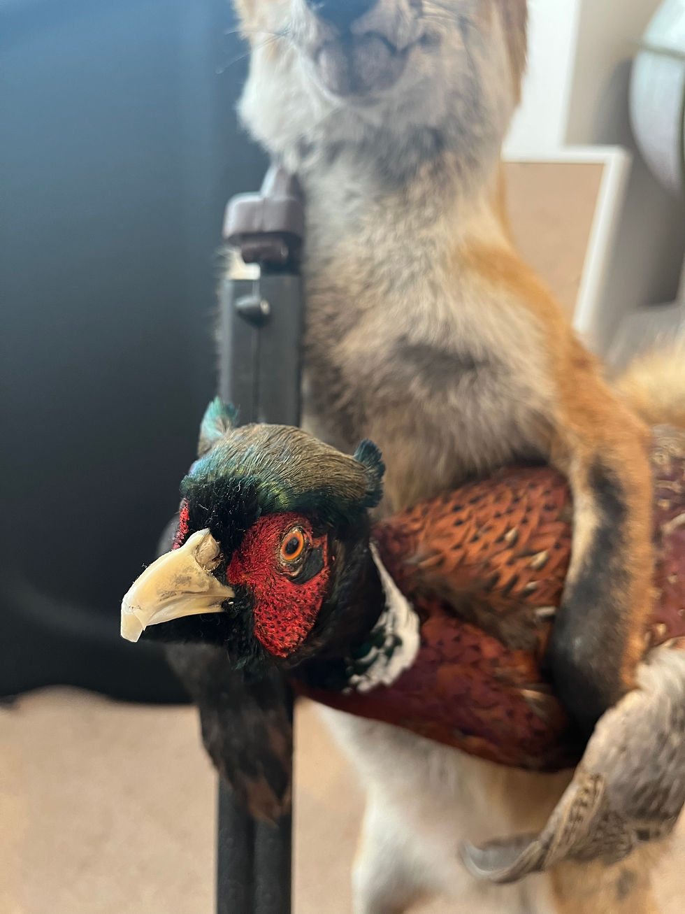 Thumbnail: Imperfect Taxidermy Shooting Fox & Pheasant