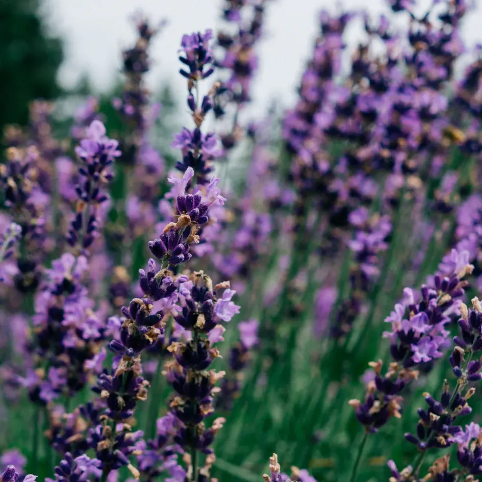 Thumbnail: St Eval Lavender Fields Tin Candle
